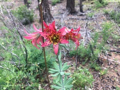 Lilium bolanderi