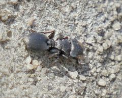 Cephalotes jheringi
