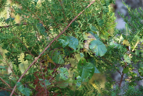 Stephania abyssinica