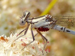 Arrenurus