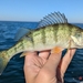 Yellow Perch - Photo (c) qfc79, some rights reserved (CC BY), uploaded by qfc79