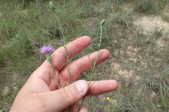 Liatris cymosa
