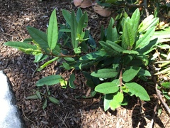 Frangula californica