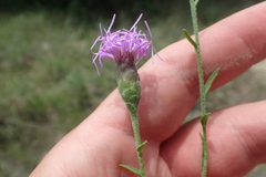 Liatris cymosa