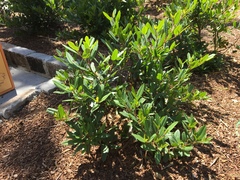 Frangula californica
