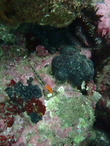 Photo of Redhead goby (Elacatinus puncticulatus)