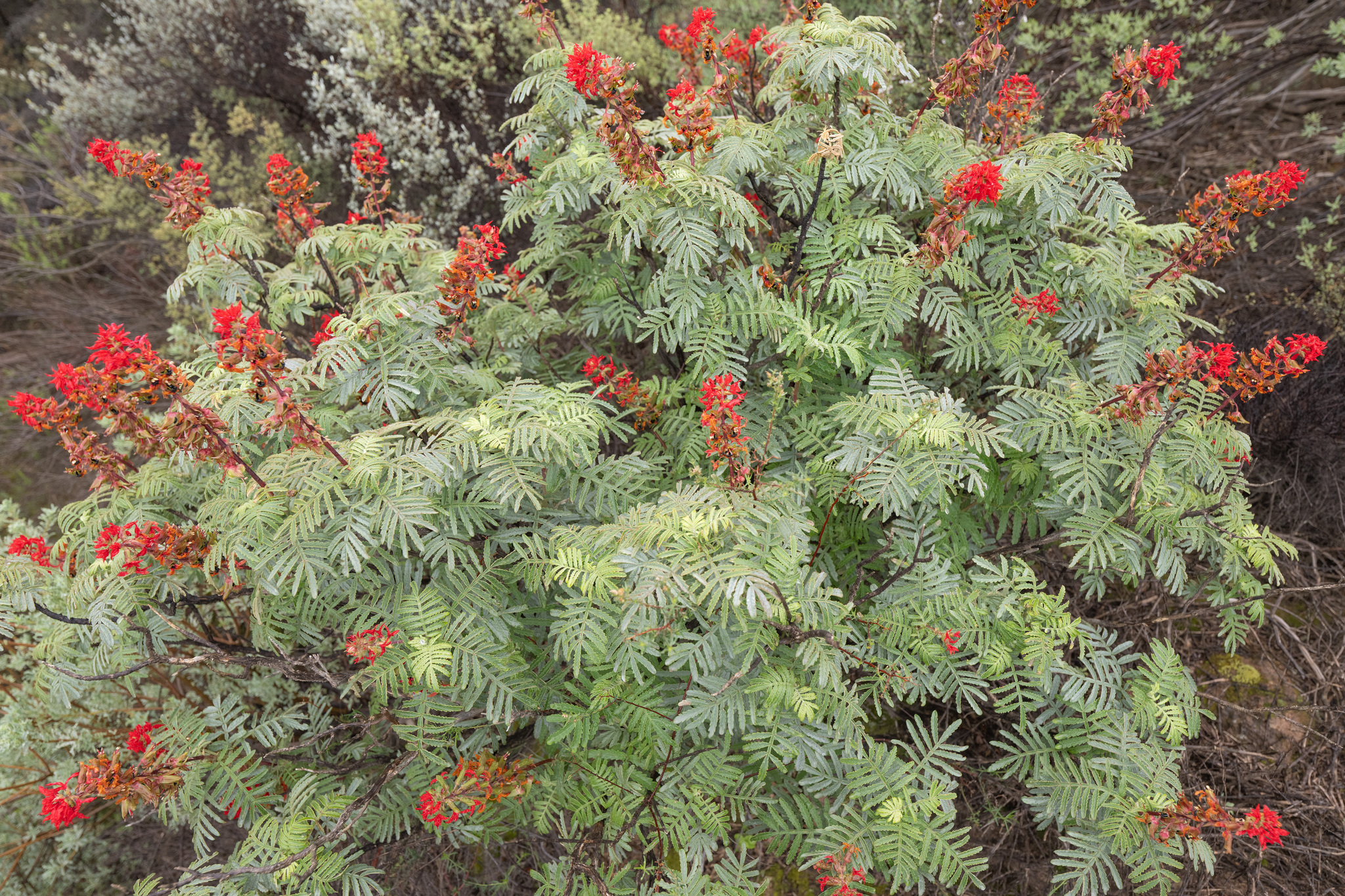 Cockscomb Honeyflower (Melianthus pectinatus)