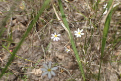 Chaetopappa asteroides