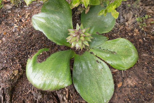 Eucomis regia