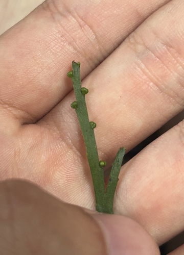 Image of Psilotum complanatum by (c) eustreptospondylus, some rights reserved (CC BY)