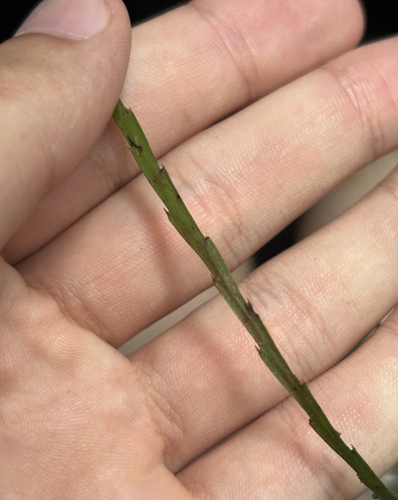 Image of Psilotum complanatum by (c) eustreptospondylus, some rights reserved (CC BY)