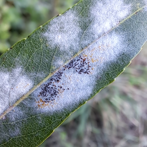 sallow mildew