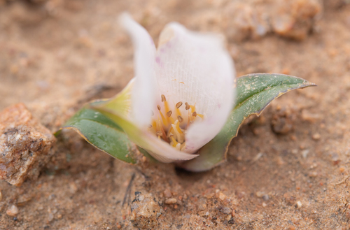 Colchicum capense