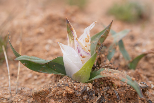 Colchicum capense