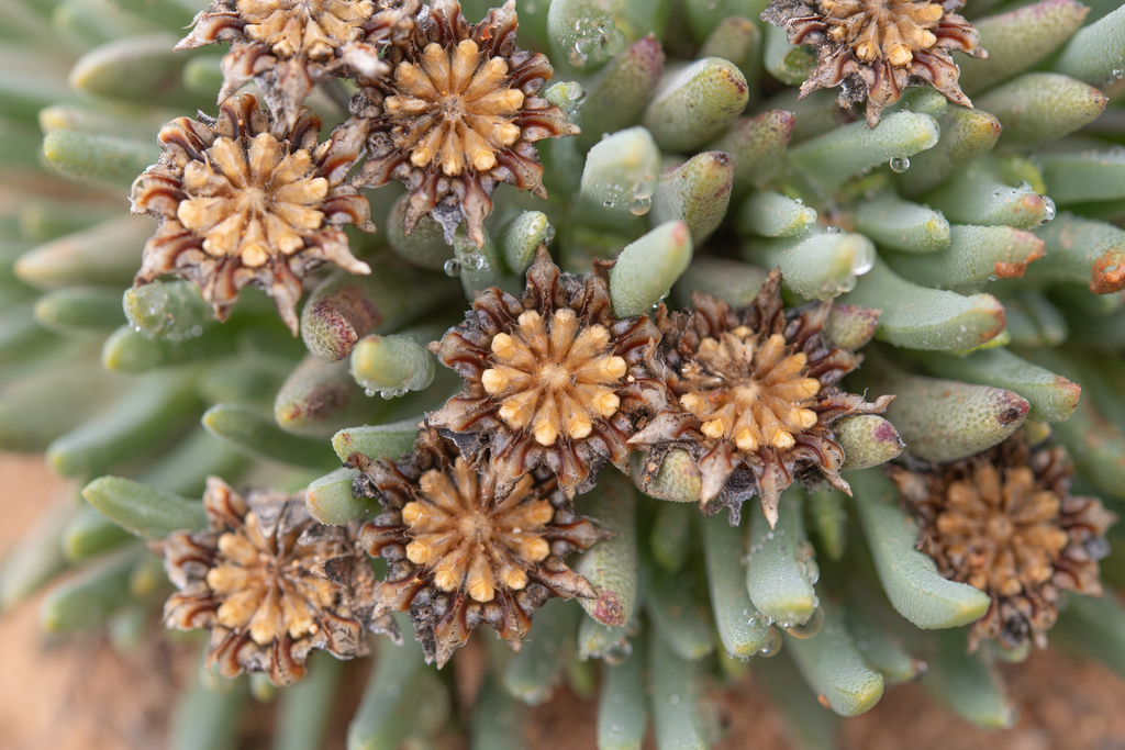 Cheiridopsis namaquensis, Namakwa District Municipality, South Africa