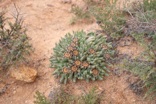 Cheiridopsis namaquensis