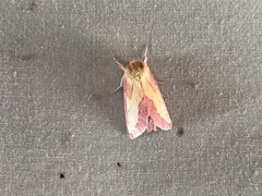 Hyparpax aurora