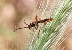 Necydalis cavipennis