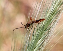 Necydalis cavipennis