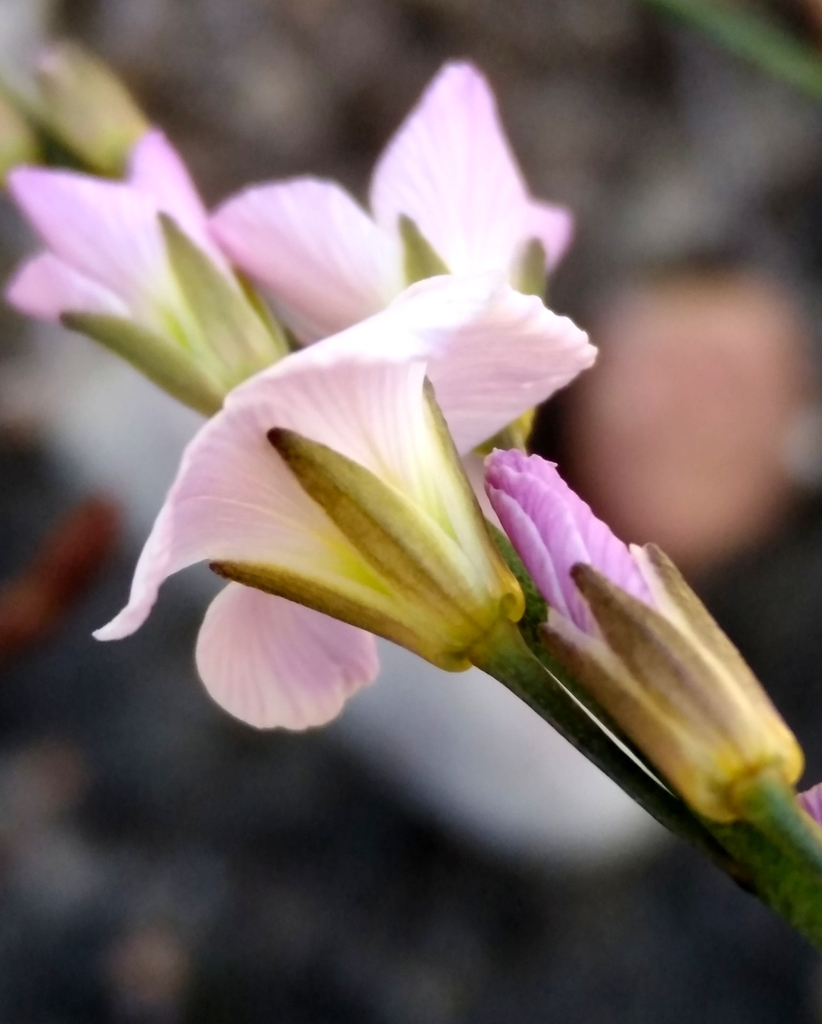 Heliophila macra