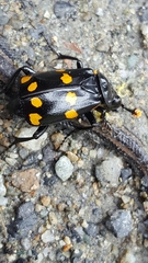 Nicrophorus didymus