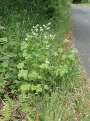 Sidalcea malachroides
