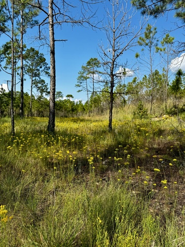 Image of Nuttall's Rayless Goldenrod (Bigelowia nuttallii) by (c) Laura Clark, some rights reserved (CC BY)