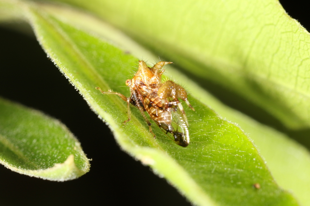 Cyphonia braccata