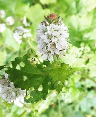 Sidalcea malachroides