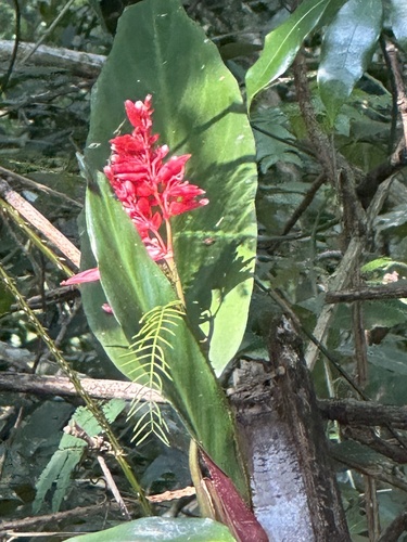 Foto de Calateia Triostar