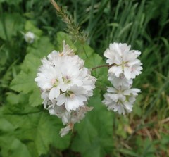 Sidalcea malachroides