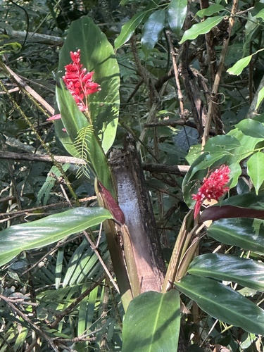 Foto de Calateia Triostar
