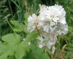 Sidalcea malachroides