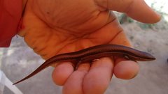 Brasiliscincus heathi