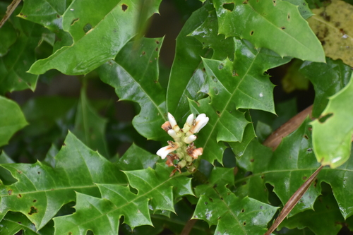 Image of Acanthus ebracteatus by (c) eustreptospondylus, some rights reserved (CC BY)
