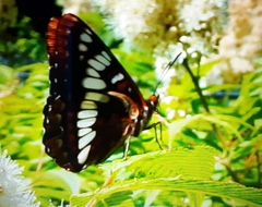 Limenitis lorquini burrisoni