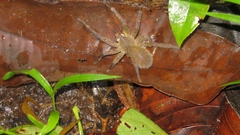 Phoneutria boliviensis