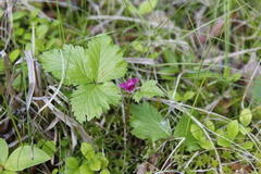 Rubus arcticus