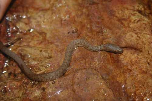 Madrean Narrow-headed Garter Snake