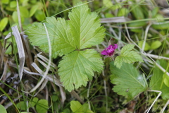 Rubus arcticus