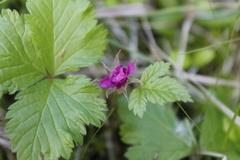 Rubus arcticus