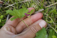 Rubus arcticus