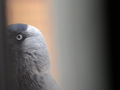 Corvus monedula