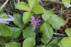 Rubus arcticus