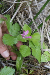 Rubus arcticus
