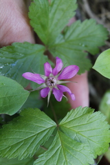 Rubus arcticus