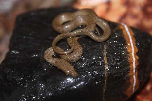 Madrean Narrow-headed Garter Snake