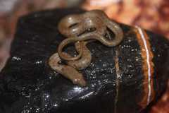 Thamnophis unilabialis