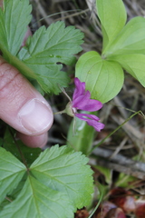 Rubus arcticus