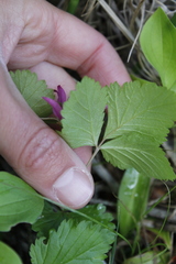 Rubus arcticus